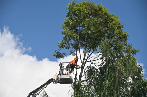 Best Landscape Design and Installation  in Lake Ripley, WI